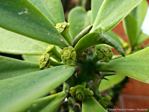 download lagu mp3 mp4 Euphorbia Cactus Flower, download lagu Euphorbia Cactus Flower gratis, unduh video klip Euphorbia Cactus Flower