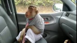 Download lagu Komplikasi Monyet (Baruak) @MinangKocak part 2 mp3 Download lagu Komplikasi Monyet (Baruak) @MinangKocak part 2 mp3