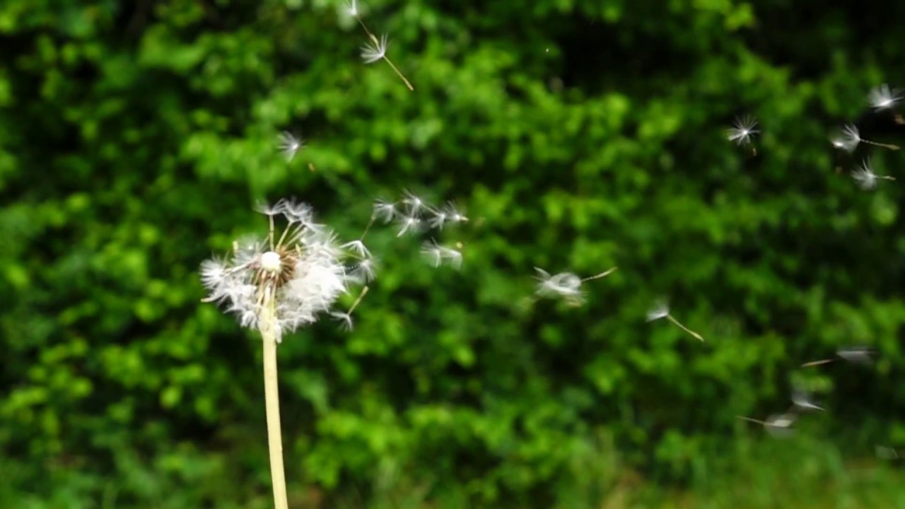 Dandelions in the Wind..... Slow Motion