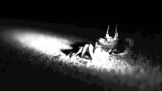 Zoobi -  Don't Trust Anyone