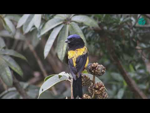 Huánuco: ACR San Pedro de Chonta impulsa el avistamiento de aves y el turismo de naturaleza