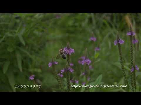 バーベナハスタータに来たハナバチ　ウルトラスロー
