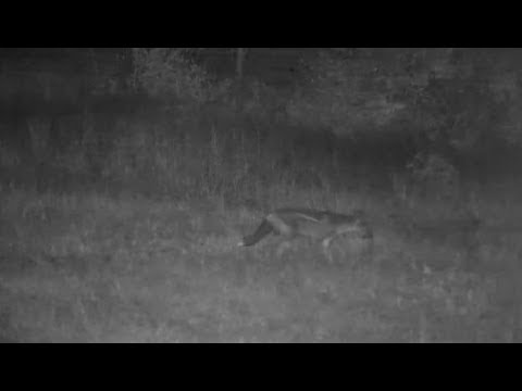 Djuma:  Side-striped Jackal - 22:48 - 05/08/19