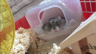暇だからバジ打つ