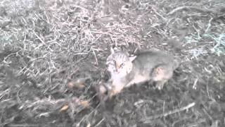 Bobcat trapping with David Williams  2015