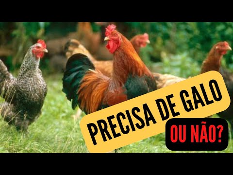, title : 'GALINHA PRECISA DE GALO PARA BOTAR OVO?'