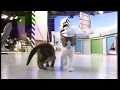 Blue Peter New Cats At Play