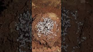 Casting a MASSIVE Ant Colony with Aluminum, Anthill Art Cast #077 #shorts