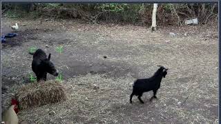 Thumbnail del capítulo