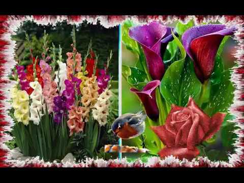 MERT...   aki a virágot SZereti ♥