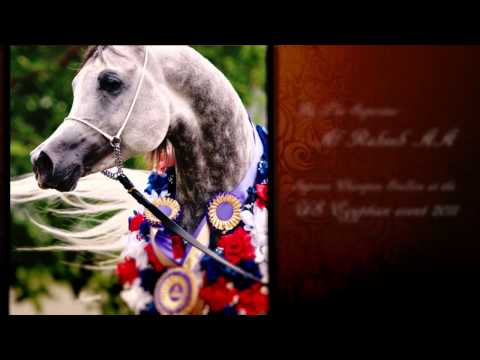 Questurat Al Fawaz[Al Raheeb AA X HV RAMSES Mashallah]