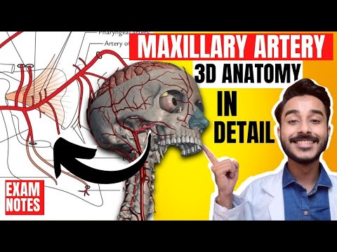 Maxillary Artery Anatomy 3D | maxillary artery branches anatomy | maxillary artery course anatomy