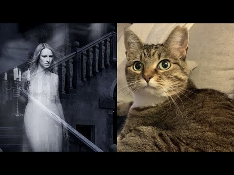 5 Signs Your Cat Can See Ghosts