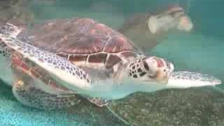 preview picture of video 'Green Sea Turtle @Wakayama Japan アオウミガメ＠串本、和歌山'