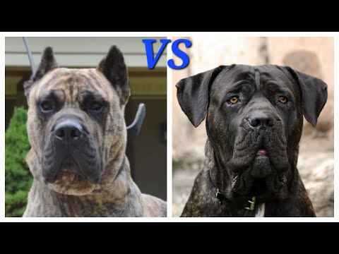 Presa Canario VS Cane Corso