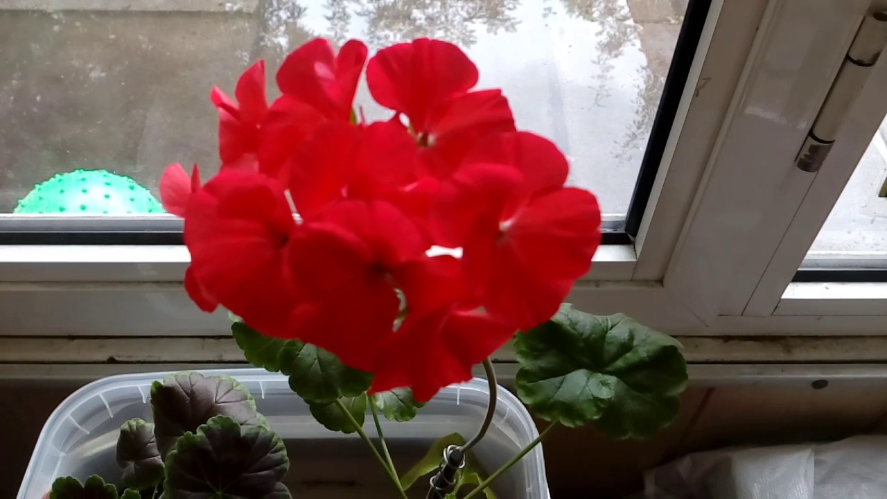 Пеларгония Найт Скарлет F 1