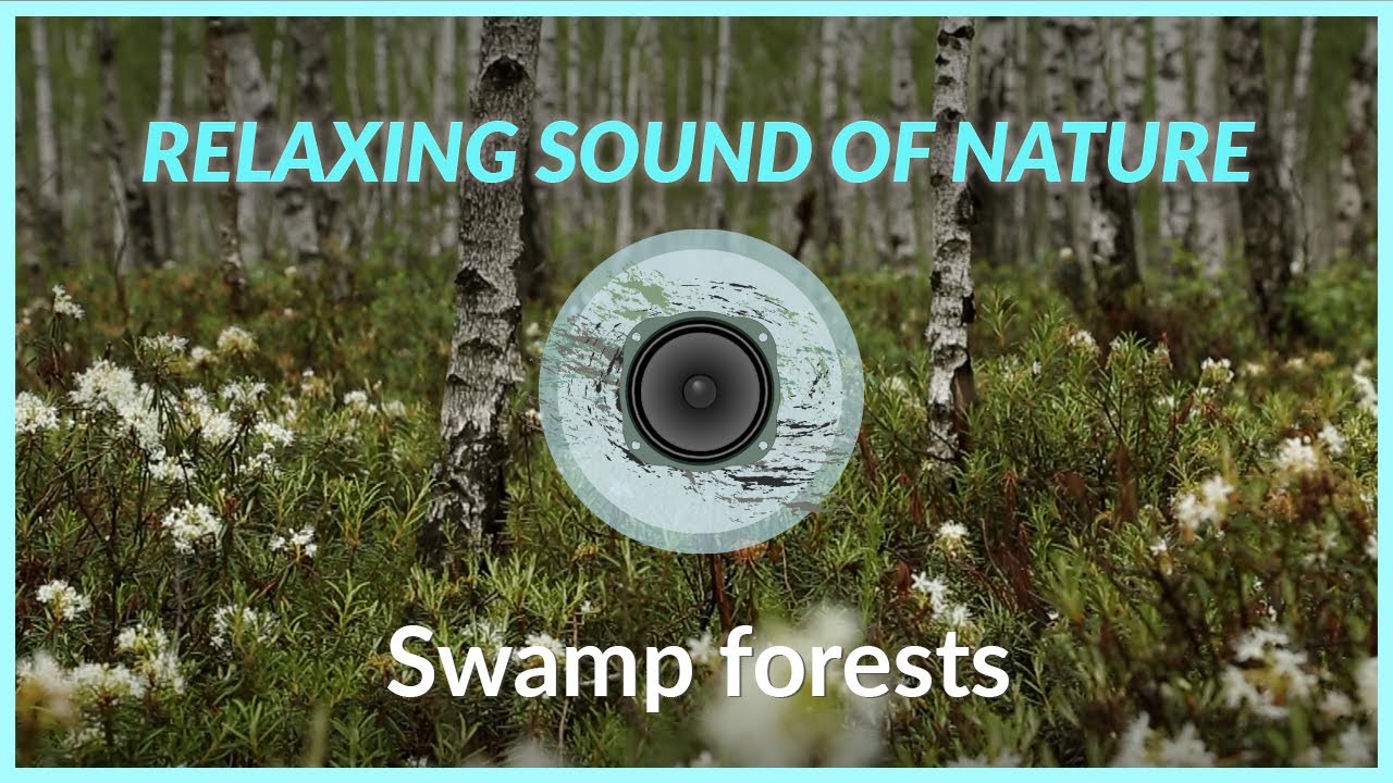 SWAMP FORESTS - relax with nature sounds