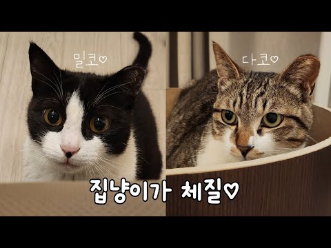마당냥이로 지내던 고양이 형제는 집냥이가 체질