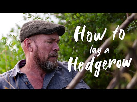 How to lay a hedgerow with Paul Lamb