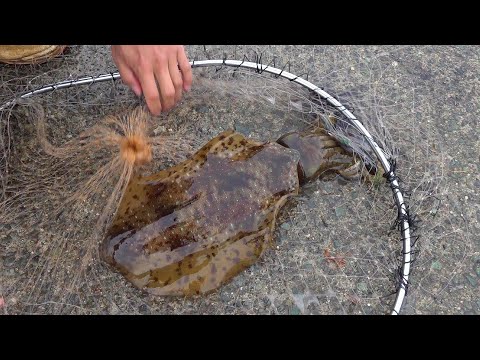 Fishing giant squid and eating with my family