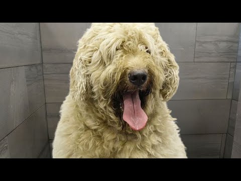 I groom them when no one else will