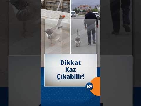 🔵Sürüsünün Dışladığı Kaz İsmail Amca’yı Babası Bildi!
