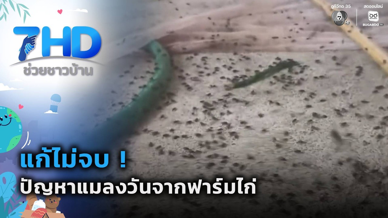 แก้ไม่จบ ! ปัญหาแมลงวันจากฟาร์มไก่ | 7 สีช่วยชาวบ้าน