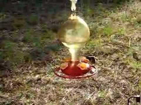 Broad-tailed Hummingbird