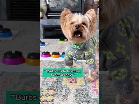 Watch This Yorkie's Response When He's Told No More Treats!