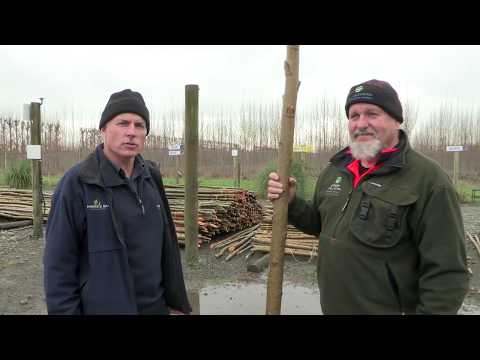 Planting & Managing Poplars and Willows on the farm - the full set of 11 videos