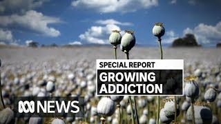 How Tasmania wound up in the middle of America&#39;s biggest drug crisis | ABC News