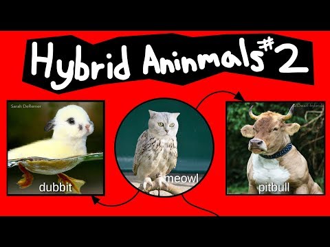 Internet Names for Hybrid Animals (Pt. 2)