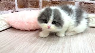 スコティッシュフォールドの動画01