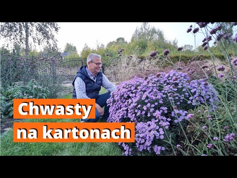 Rabata ozdobna. Czy na kartonie rosną chwasty?