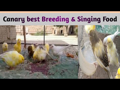 Water for Canary birds. Breeding and singing food for Canary.کنیری  #CanaryBestbreedingFood