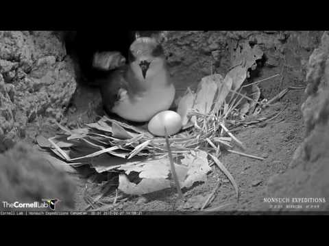 Nest Update on Cahow Cam – Feb. 27, 2017