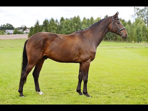 4yo very nice allround /  xc gelding Decurio X Desperandos X Decurio 173 cm js