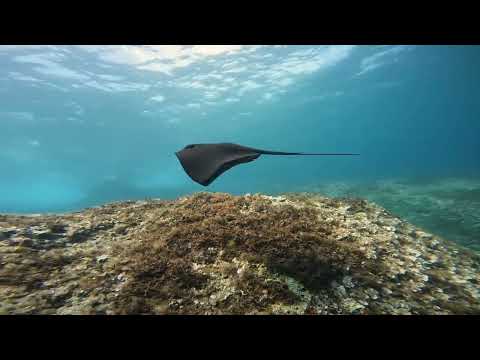 Eagle Rays (Myliobatidae)