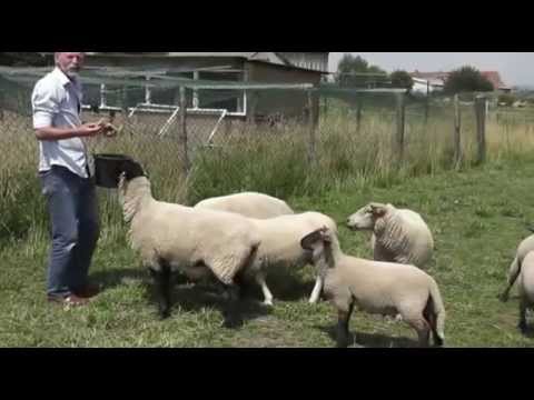 , title : 'Ovce na naší farmě'
