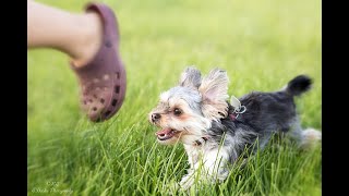 Vdeo de Yorkshire fofo e engraado animao cachorro  Yorkshire Terrier --