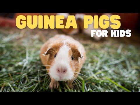Guinea Pigs for Kids | Learn all about these cute, tailless rodents