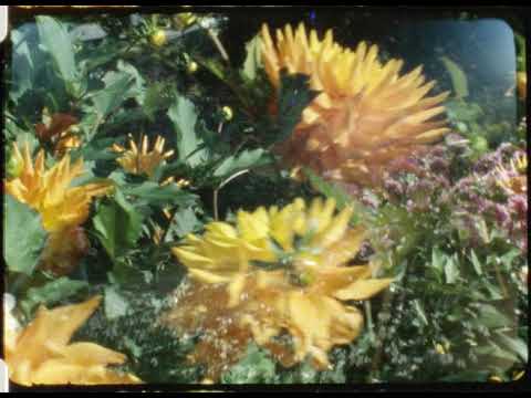 Dahlia surimpressions