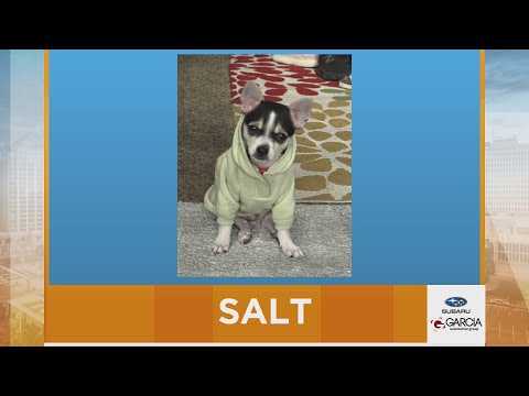 New Mexico Living Pet Pics November 11, 2025 - YouTube