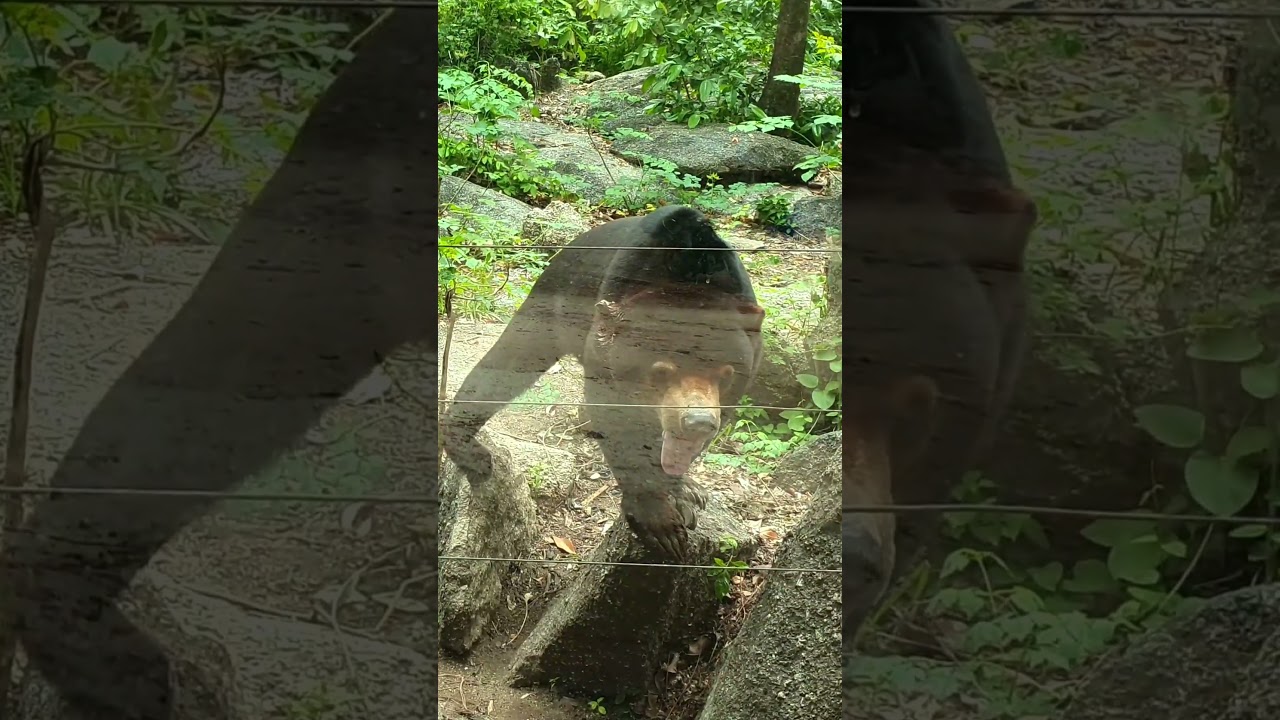 Video 82b384a9 d411 41d7 84b7 fe88eae0f584