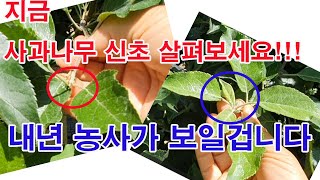 지금 사과나무 신초 살펴보세요. 내년 농사가 보일 겁니다(사과 신초 정리,사과 꽃눈 만들기, 사과 결과지 만…