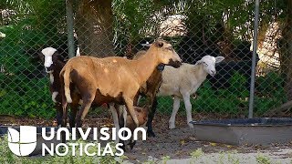 En esta granja se pudo evidenciar el efecto que tiene el eclipse solar sobre los animales