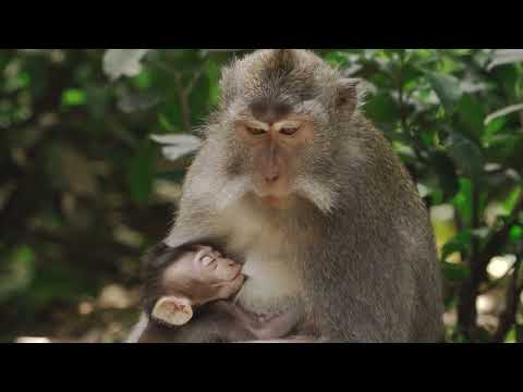 See monkeys He eats his son Little