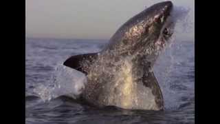 Tiburón - A hard road (Black Sabbath cover)