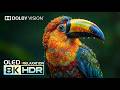 ULTRA HD MASSIVE OLED TEST | DOLBY VISION 8K  ..