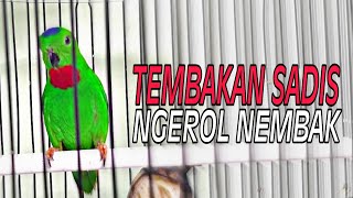 Download lagu Masteran Mewah Serindit Gacor Ngerol Nembak Full Isian mp3